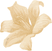 about-2-flower about-2-flower